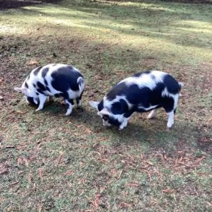adorable baby piglets available