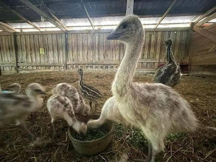 612202647_781195658315672_7452967817360608639_n