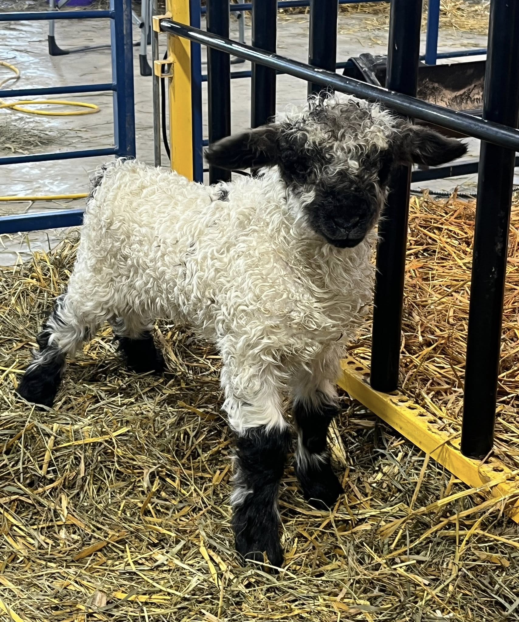 648795920_927030823410880_2801324576389964747_n